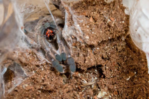 Heteroscodra Maculata (Togo Starburst Baboon)