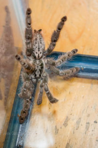 Heteroscodra Maculata (Togo Starburst Baboon)