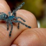 Antilles Pink Toe spiderling (Caribena versicolor)