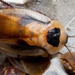 Discoid roach (Blaberus discoidalis)