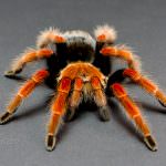 Mexican Fireleg (Brachypelma boehmei) 