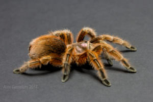 Grammostola Rosea (Chilean Rose Hair Tarantula)