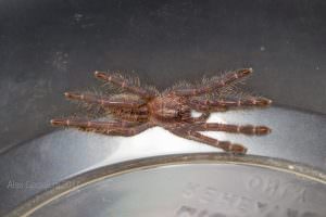 Gooty Sapphire Ornamental (Poecilotheria metallica)