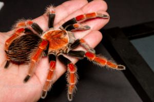 Brachypelma boehmei (Mexican Fireleg tarantula)