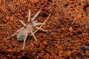 Pterinopelma sazimai (Brazilian Blue tarantula)