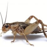 Common cricket (Acheta domesticus)