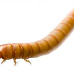 Mealworm (Tenebrio molitor)