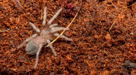 Pterinopelma sazimai